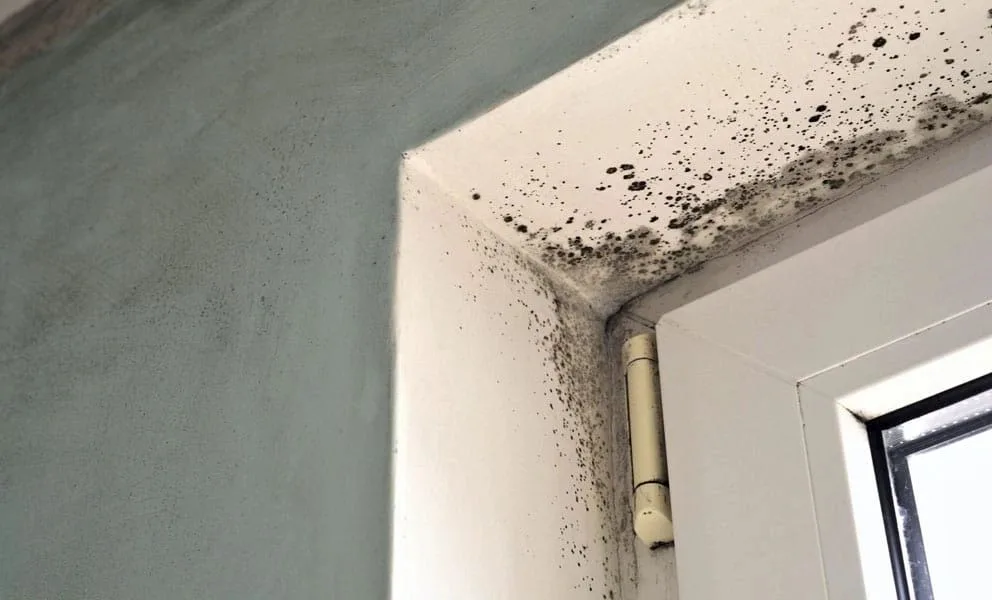 Black mold spreading across a wall and ceiling corner near a window frame