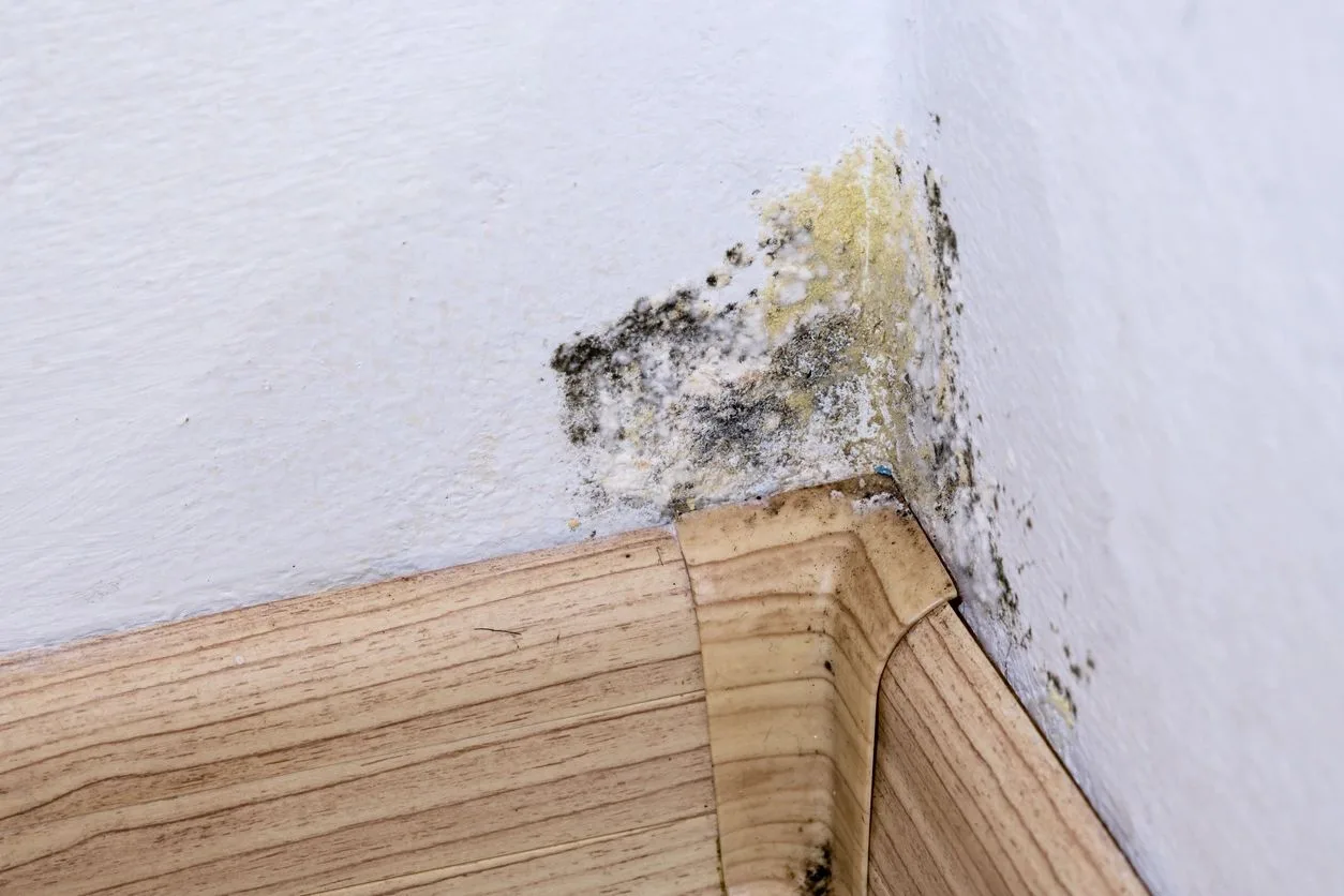 Black and yellow mold growing in the corner of a wall above a wood baseboard