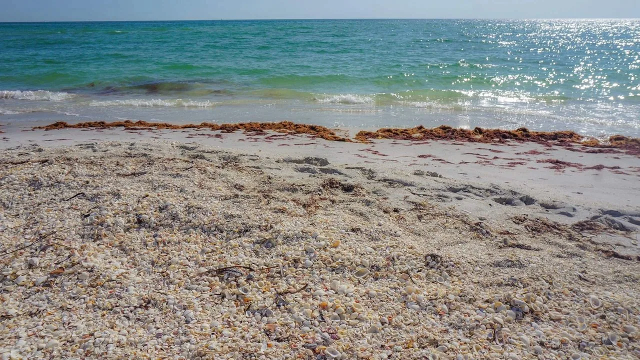 Shell-covered shoreline with seaweed at Don Pedro Island State Park
